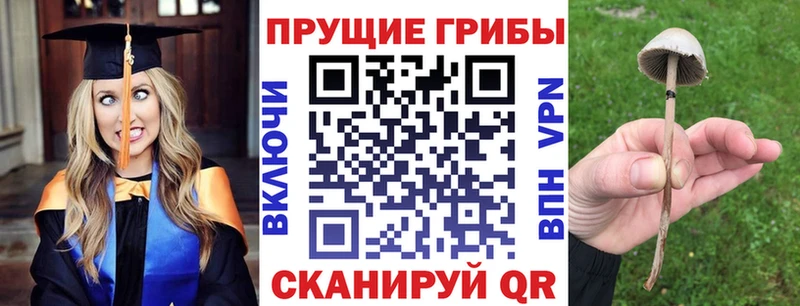 Псилоцибиновые грибы Cubensis  Сосновый Бор 